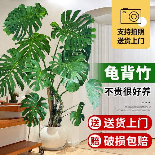 龟背竹大盆栽绿植四季常青