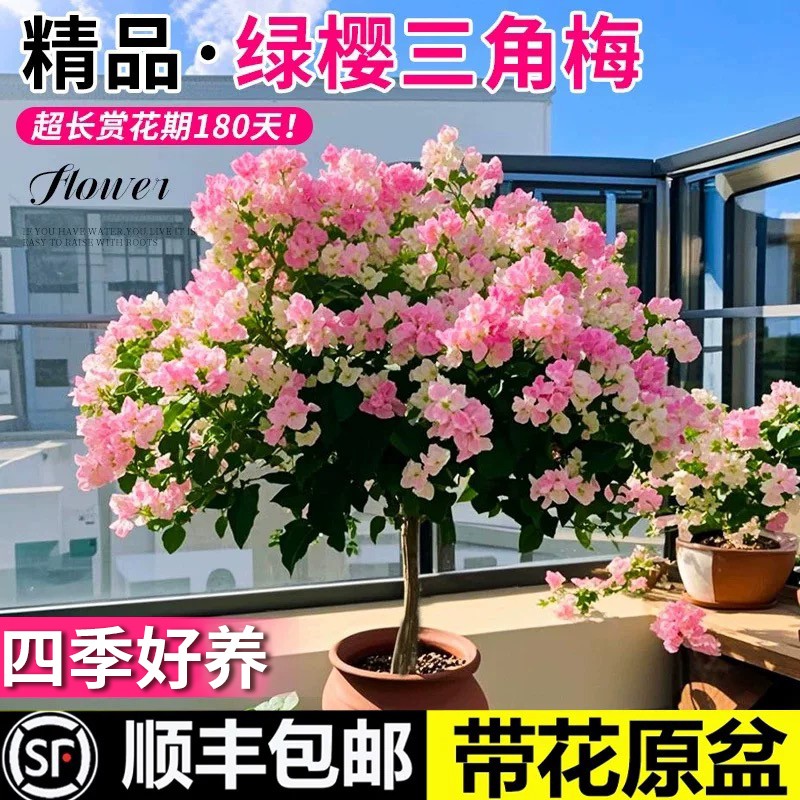 【带花发货包活30天】三角梅盆栽