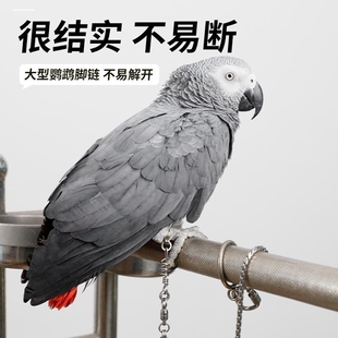 中大型金刚灰鹦鹉专用脚链脚环免费刻字不锈钢蛇骨链不伤脚防脱扣