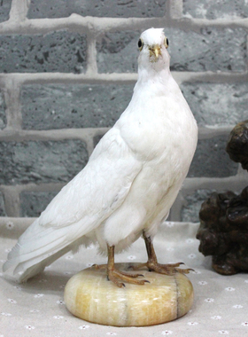 教学标本白鸽子灰鸽子 天然真鸽子标本 教学工艺品摆件