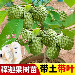 释迦果苗树带果台湾凤梨嫁接果树果苗榴莲庭院南方种植盆栽地栽苗