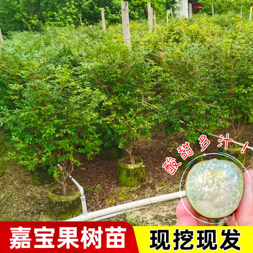 嘉宝果树苗沙巴四季红飞艾斯卡嘉宝果树葡萄盆栽地栽南方水果种植