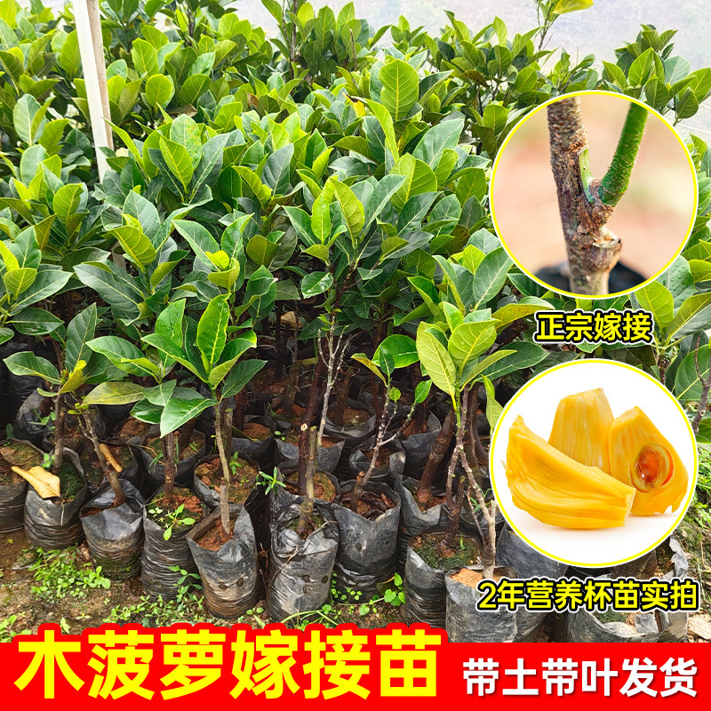 菠萝蜜树树苗嫁接泰国红肉干苞海南四季榴莲蜜木菠萝蜜果树苗庭院