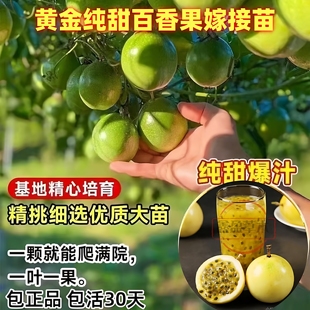 【1米特大苗】黄金纯甜百香苗果树果苗嫁接盆栽南方四季不断结果