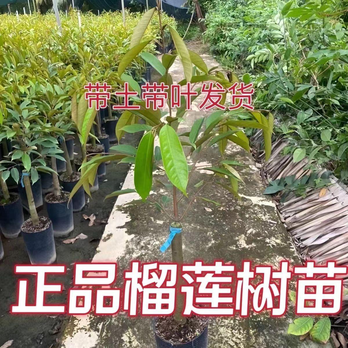 榴莲四季泰国金枕猫山王黑刺榴莲树苗盆栽地栽庭院南北方耐果树进