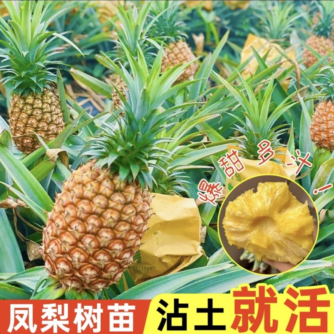 正宗金钻凤梨苗西瓜凤梨带根带叶阳台庭院盆栽地栽芒果菠萝果树苗图片