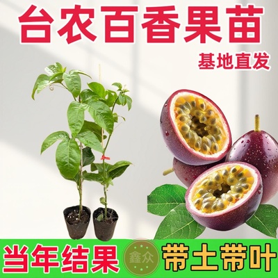 黄金百香果苗嫁接树苗南北方四季