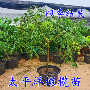 太平洋甜橄榄苗四季青脆甜橄榄树苗庭院盆栽地裁带土带叶当年结果