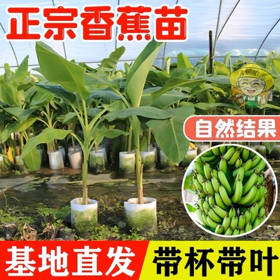 香蕉树苗盆栽地栽芭蕉粉蕉耐寒矮化香蕉苗南方北方四季庭院果树苗