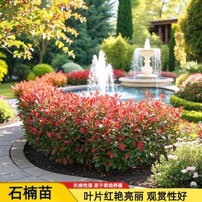 庭院绿篱绿化苗红叶石楠苗红叶石楠树苗火焰红小苗红叶石楠球球形