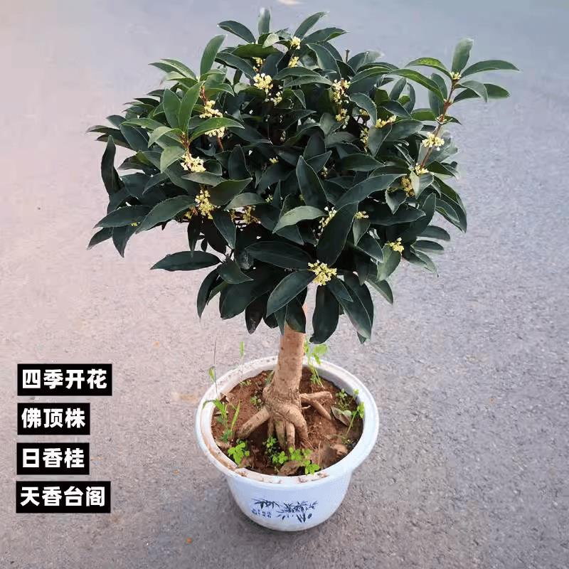 流苏嫁接日香桂天香台阁佛顶株桂花盆栽盆景四季开花浓香型树苗