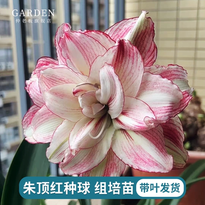 朱顶红种球重瓣阿弗雷地栽球根