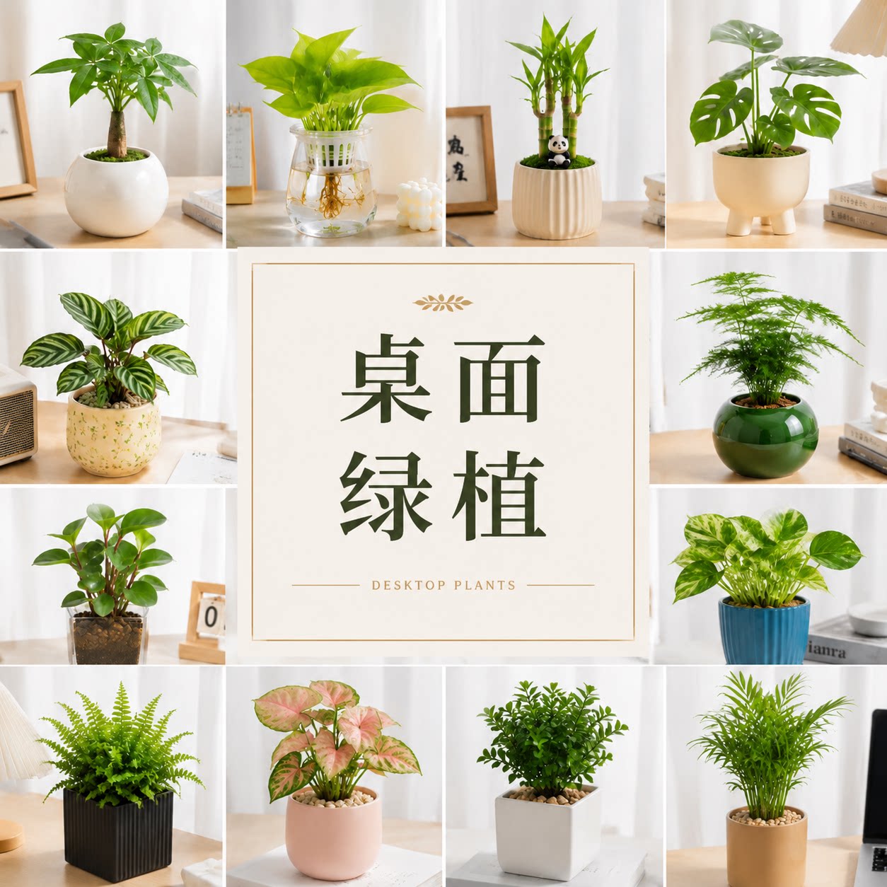 绿植盆栽室内文竹发财树金钻盆栽图片