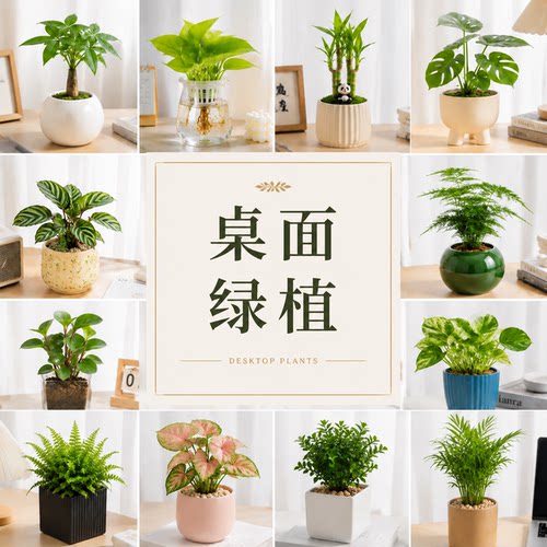 绿植盆栽室内文竹发财树金钻盆栽