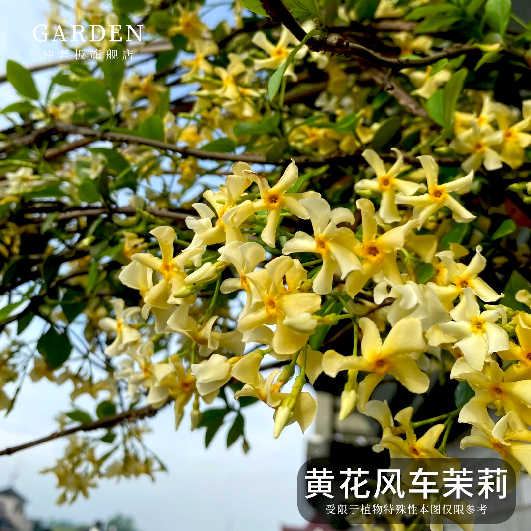 风车茉莉大苗老桩爬藤植物四季常青开花阳台藤蔓庭院阳台浓香花卉,鲜花速递/花卉仿真/绿植园艺,时令草本花卉,淘宝优惠券,粉丝福利购,淘宝优惠卷