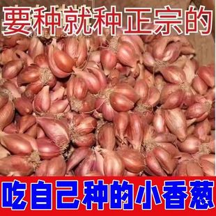 四川红葱头四季小香葱种葱种子种籽小葱葱头红葱本地火葱头种