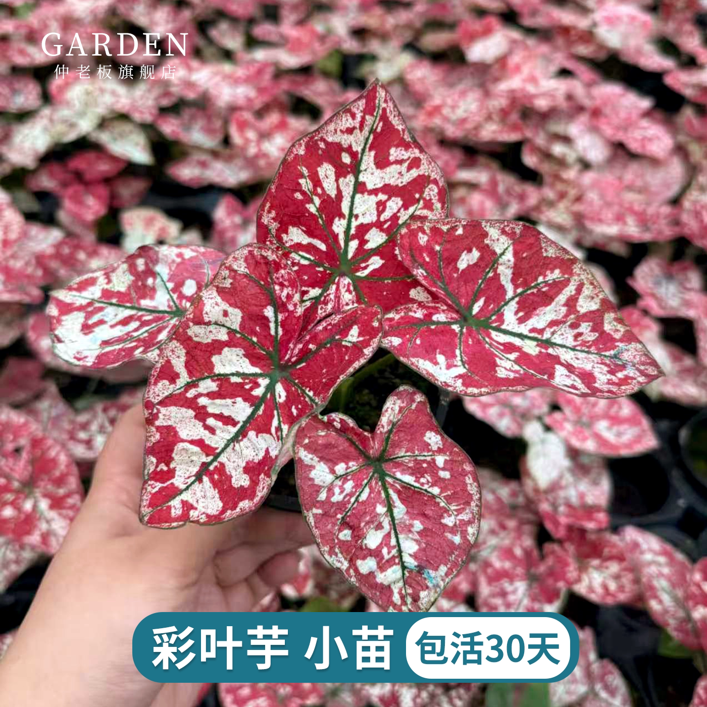 彩叶芋小苗穴盘苗植物盆栽热植图片