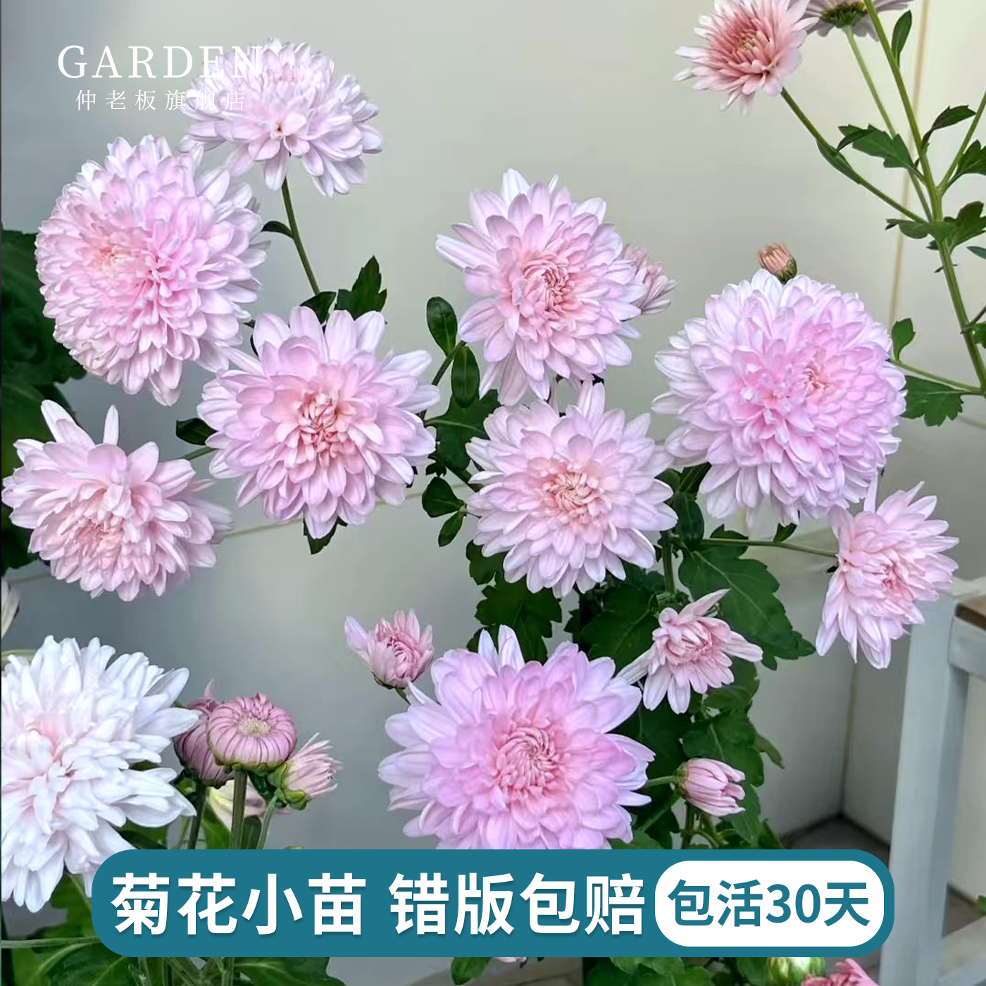 进口雏菊花苗宿根植物花苗好养活多季庭院楼顶花卉耐热盆栽切花菊
