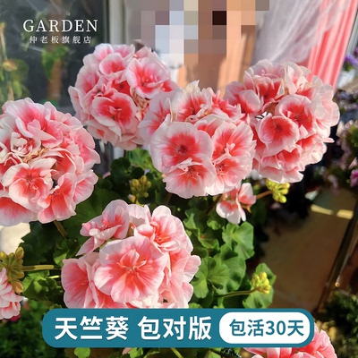 天竺葵盆栽重瓣大花阳台花卉绿植