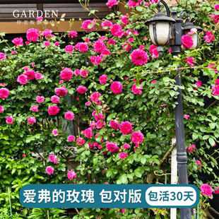 爱弗的玫瑰月季藤本爬藤花苗大花浓香盆栽庭院欧月盆栽花卉爬藤花