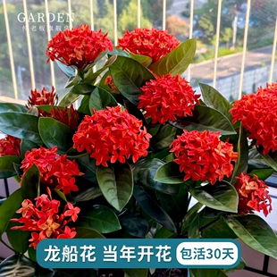 龙船花英丹仙丹花百日红龙船花苗室内外花卉净化空气鲜花苗绿植