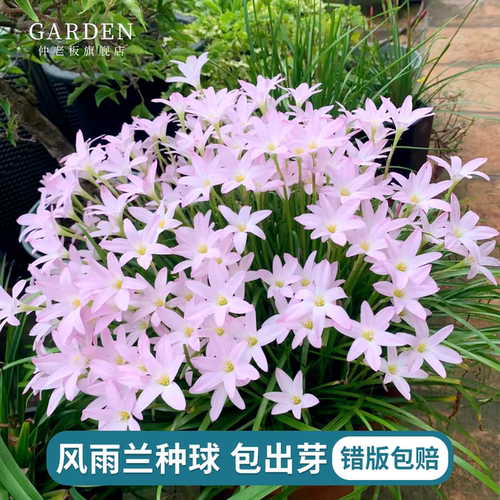 风雨兰种球清香型室内外容易开花