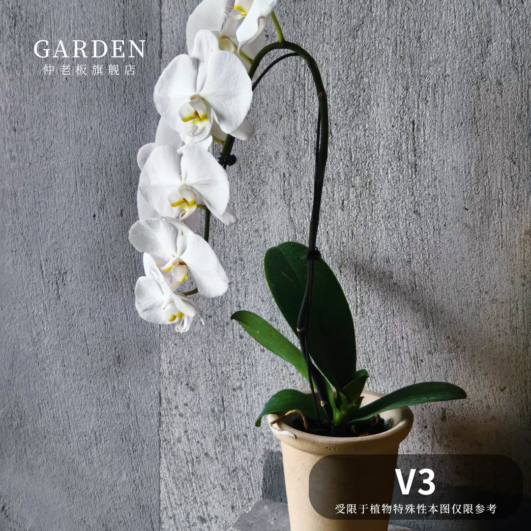 V3蝴蝶兰花苗带花剑好养
