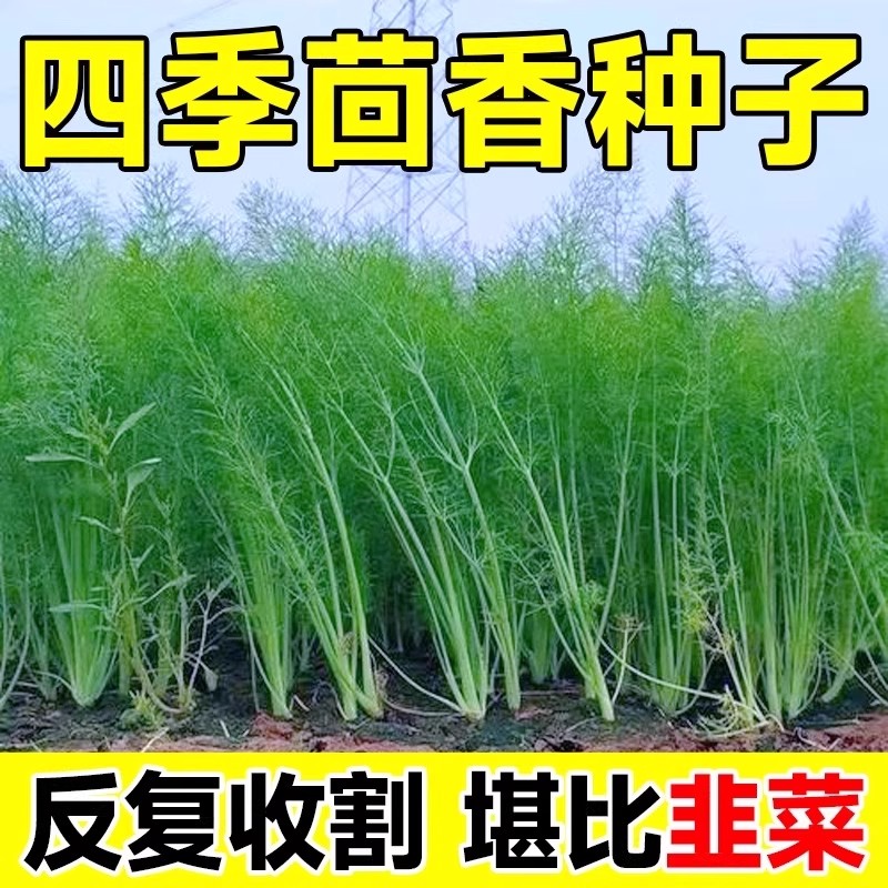 茴香种子阳台盆栽四季春秋菜