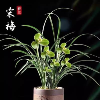 细叶高档春兰宋梅老八种开花浓香