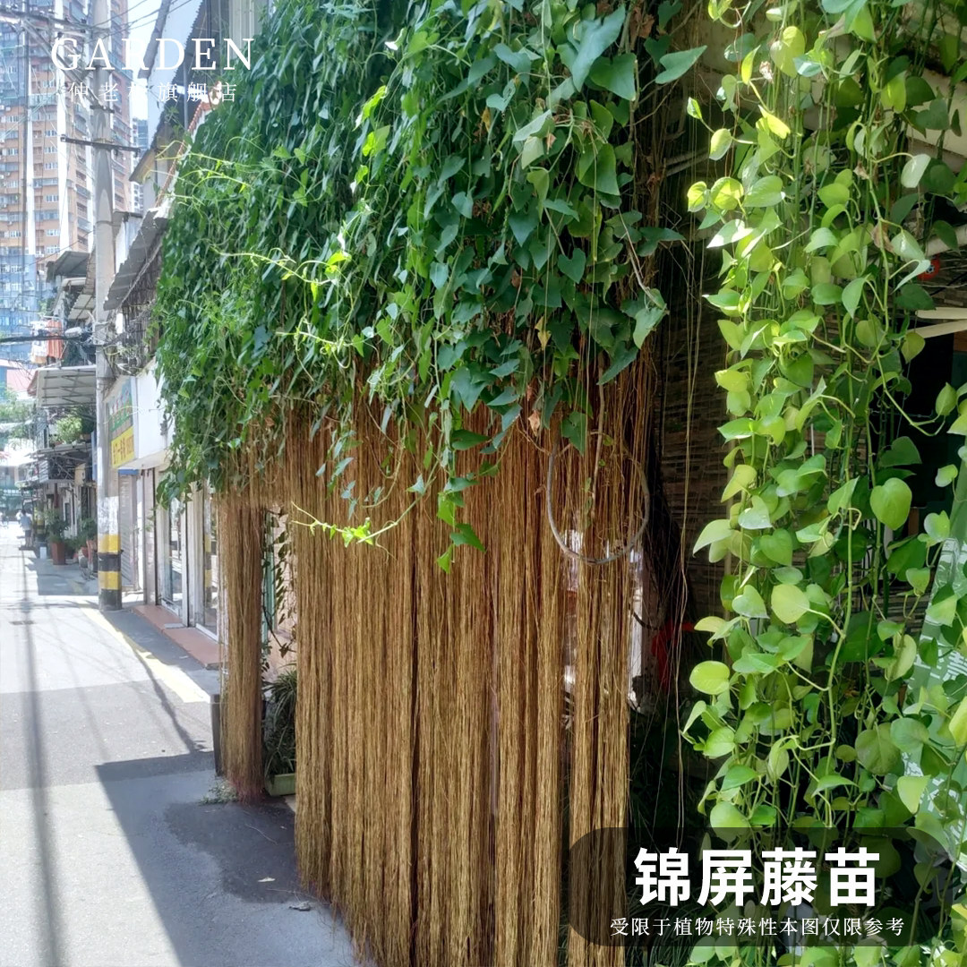 锦屏藤苗一帘幽梦花苗富贵帘龙须藤爬藤植物垂吊耐晒隔热珠帘藤苗