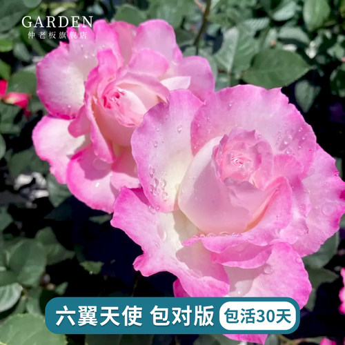 六翼天使浓香粉色灌木月季