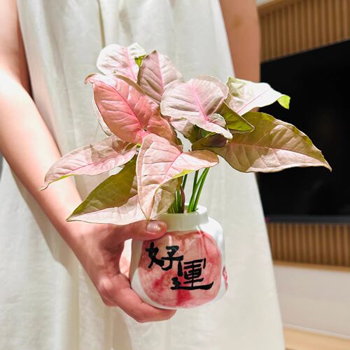 红粉佳人合果芋竹芋盆栽彩色花卉办公室桌面室内绿植四季观叶植物