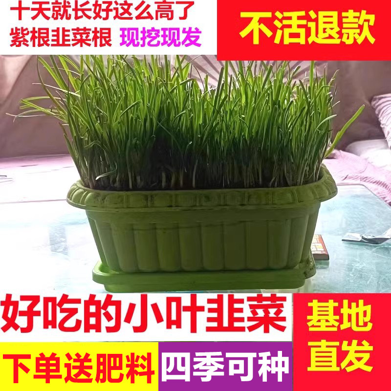 韭菜根苗现挖红紫根小叶四季好养