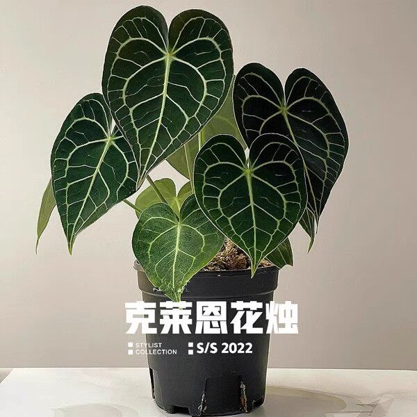 水晶花烛盆栽克莱恩王原始水晶铜锣烧心形叶片黑凤凰泰国进口植物