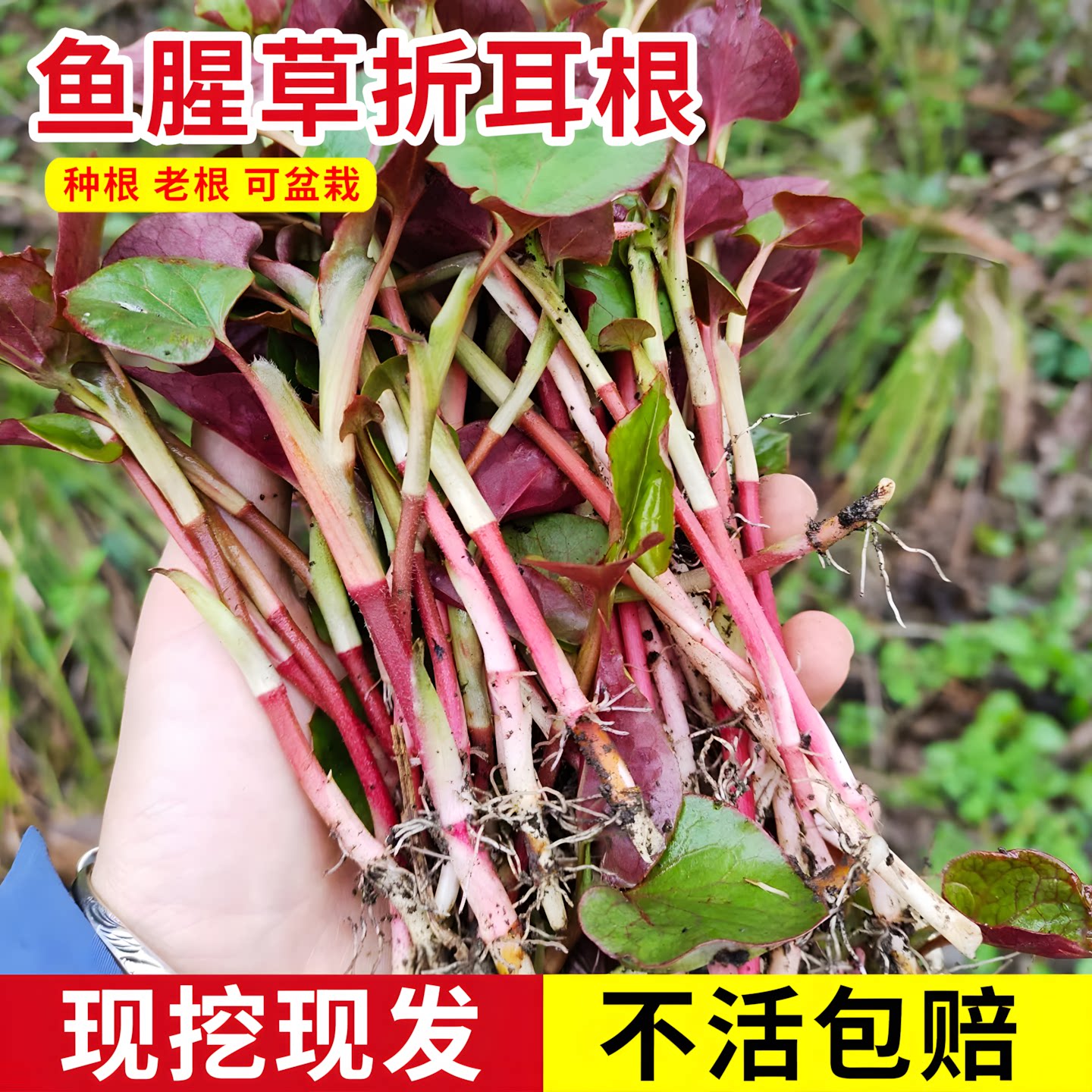 新鲜鱼腥草种根苗现挖折耳种植根贵州野生老折耳根节节根草带泥发