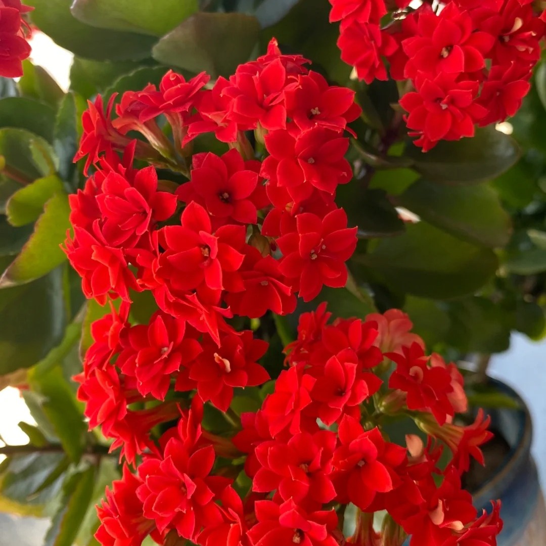 阿玛朵长寿花盆栽重瓣大花