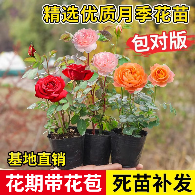 月季花苗容易开花爬藤小苗盆栽