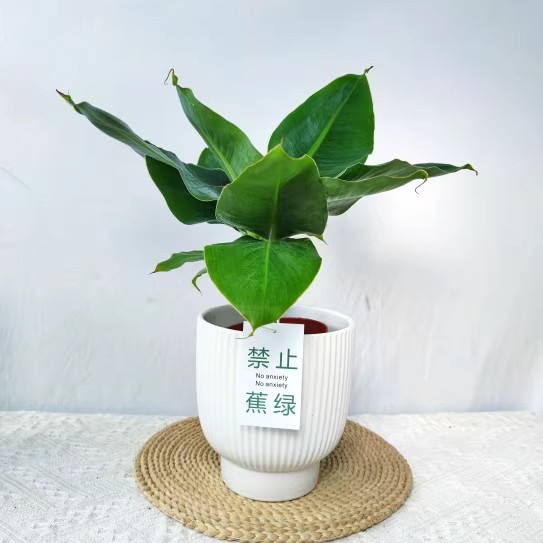 卡文迪什香蕉水果植物树果树盆栽