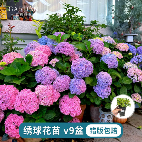 绣球花苗无尽夏大花绣球好养花卉