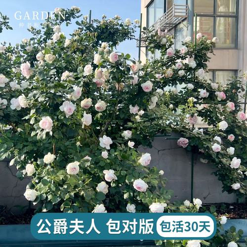 克里斯蒂娜公爵夫人月季花大苗