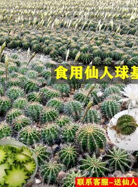 可食用仙人球 药用草球 白花草球 美容养颜消肿去胞炖肉 嫁接开花