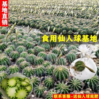 可食用仙人球 药用草球 白花草球 美容养颜消肿去胞炖肉 嫁接开花