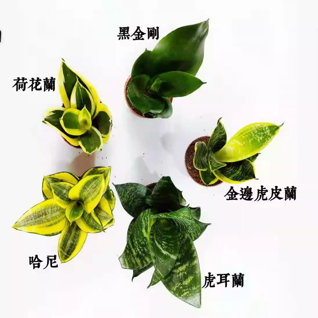 荷花兰黑金刚哈尼青叶虎耳兰