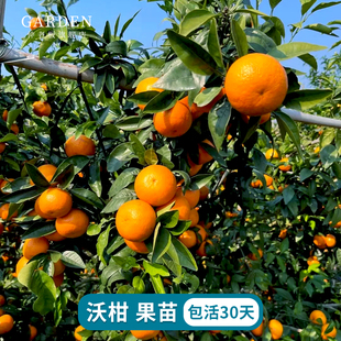 沃柑苗嫁接果苗晚熟柑橘树苗橘子果树苗盆栽地栽庭院四川柑桔树苗