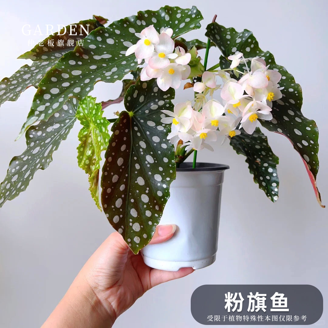 粉旗鱼蟆叶秋海棠观叶植物蓝孔雀图片