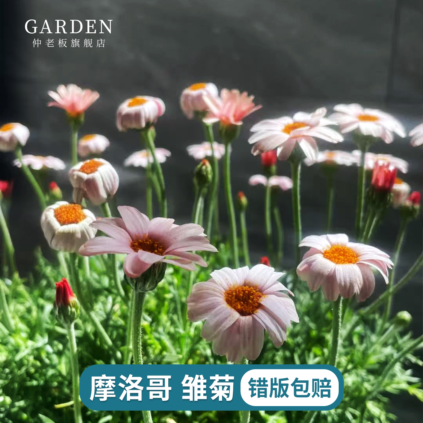 摩洛哥雏菊杏子果酱花苗庭院阳台观花植物耐寒耐热花期长容易养护