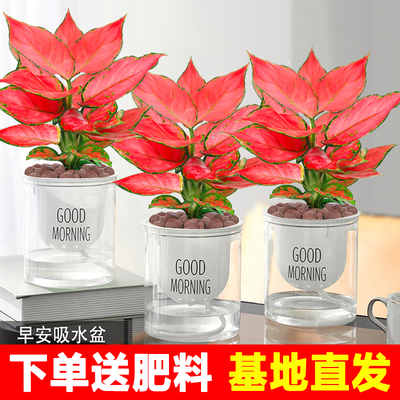 如意吉利红盆栽室内绿植