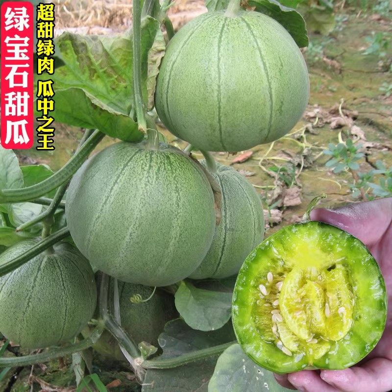 绿宝石甜瓜苗秧超甜香瓜苗早熟高糖羊角蜜四季栽阳台盆栽蔬果菜苗