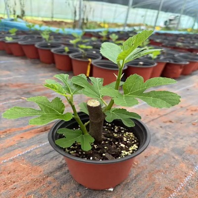 盆栽无花果树苗特大庭院带土带叶