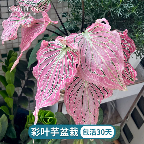 彩叶芋猩红玛丽粉色飞溅盆栽花卉